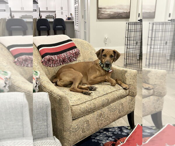 Medium Photo #13 Mountain Cur-Unknown Mix Puppy For Sale in Boston, MA, USA