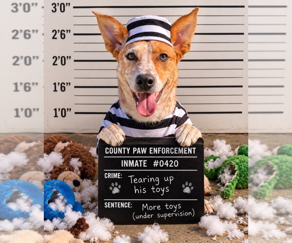 Medium Photo #1 Mutt Puppy For Sale in Great Bend, KS, USA