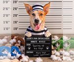 Ares - Male Mutt Dog for Adoption - Small photo