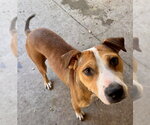 Small American Pit Bull Terrier