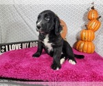 Small #2 Golden Mountain Dog