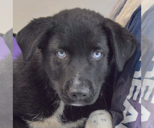 Medium Photo #6 Gerberian Shepsky Puppy For Sale in Huntley, IL, USA