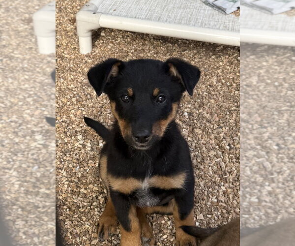 Medium Photo #2 Australian Shepherd-Unknown Mix Puppy For Sale in Bolivar, MO, USA