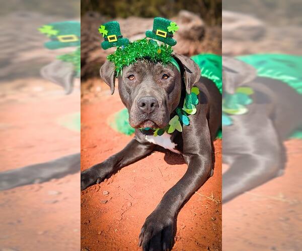 Medium Photo #3 Mutt Puppy For Sale in Oklahoma City, OK, USA