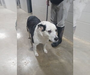Panda - Female Australian Shepherd-Unknown Mix Dog for Adoption - Photo #2
