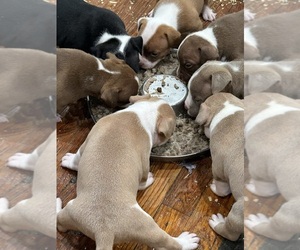 American Bully Puppy for sale in PHILA, PA, USA