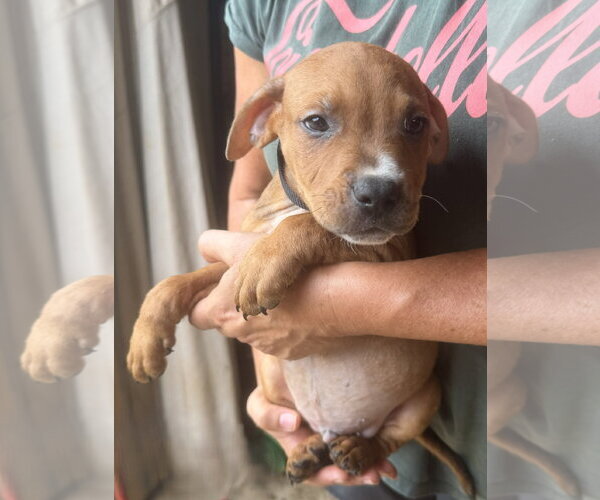 Medium Photo #4 Mutt Puppy For Sale in Jackson, MS, USA
