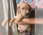 Small Photo #4 Mutt Puppy For Sale in Jackson, MS, USA