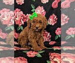 Small Photo #2 Cockapoo-Poodle (Miniature) Mix Puppy For Sale in LANCASTER, PA, USA