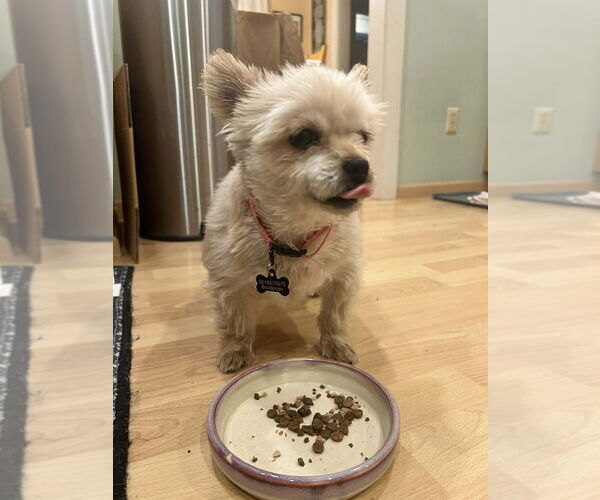 Medium Photo #10 Mutt Puppy For Sale in New York, NY, USA