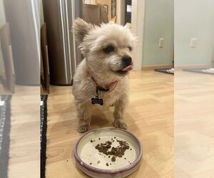Baby Doll (GA) - Female Bichon Frise-Unknown Mix Dog for Adoption - Photo #10