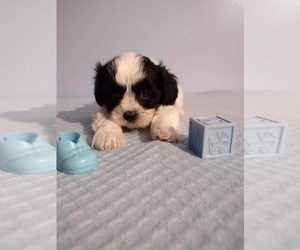 Zuchon Puppy for sale in MOUNT PLEASANT, MI, USA