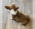 Small Photo #9 Pembroke Welsh Corgi Puppy For Sale in MANSFIELD, MO, USA