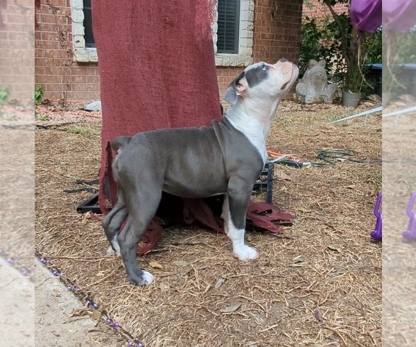 Medium Photo #3 Olde English Bulldogge Puppy For Sale in AUSTIN, TX, USA