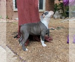 Small #2 Olde English Bulldogge