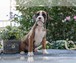 Small #2 Boxer