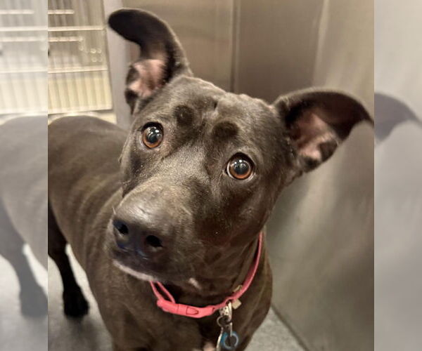 Medium Photo #1 Mutt Puppy For Sale in Canton, CT, USA