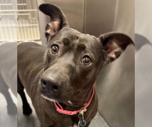 Mutt Dogs for adoption in Canton, CT, USA