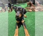 Puppy 8 Doberman Pinscher