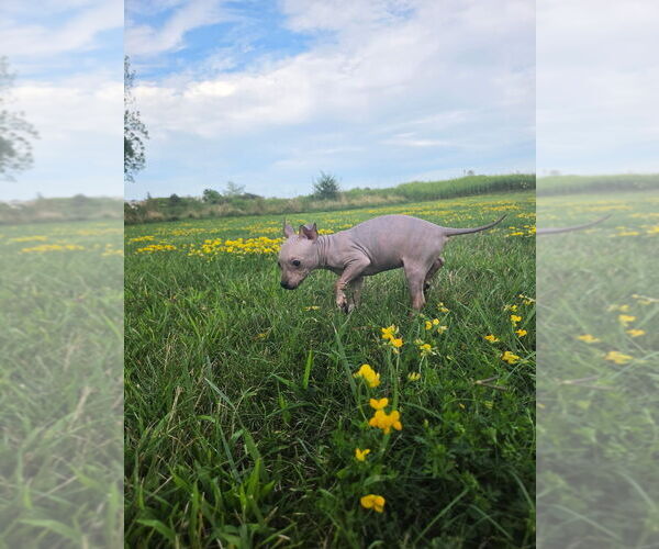 Medium Photo #10 American Hairless Terrier Puppy For Sale in MEDFORD, MA, USA