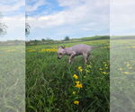 Small #9 American Hairless Terrier