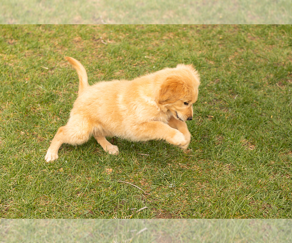 Medium Photo #6 Golden Retriever Puppy For Sale in WOLCOTTVILLE, IN, USA