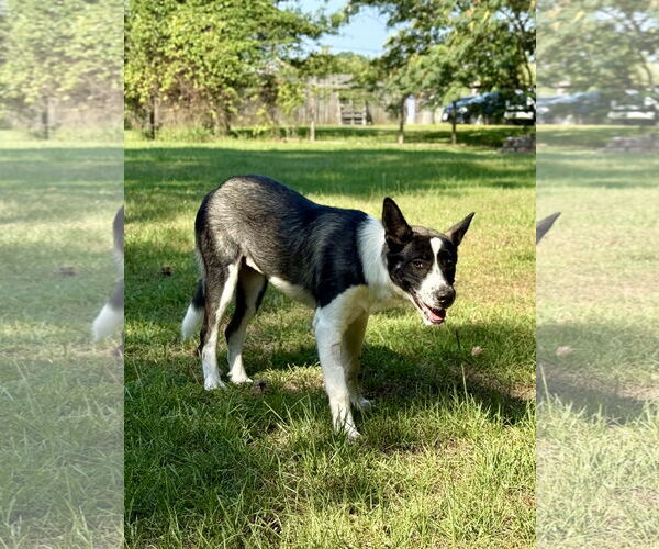 Medium Photo #4 Shollie Puppy For Sale in Texarkana, TX, USA