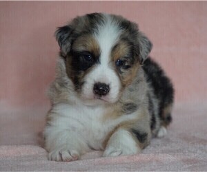 Australian Shepherd Puppy for sale in FREDERICKSBG, OH, USA
