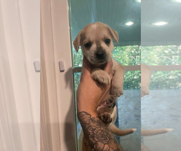 Medium Photo #2 Mutt Puppy For Sale in Holly Springs, NC, USA