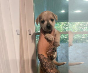 Cinnamon - Female Mutt Dog for Adoption - Photo #2