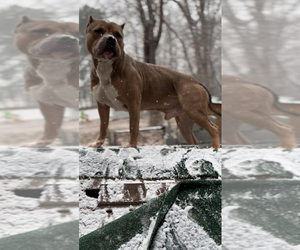 American Bully Puppy for Sale in RICHMOND, Virginia USA