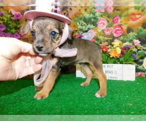 Jack Russell Terrier-Schnauzer (Miniature) Mix Puppy for sale in HAMMOND, IN, USA