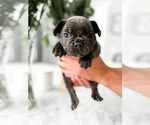 Puppy 1 French Bulldog