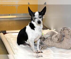 Chihuahua Dogs for adoption in West Valley, UT, USA