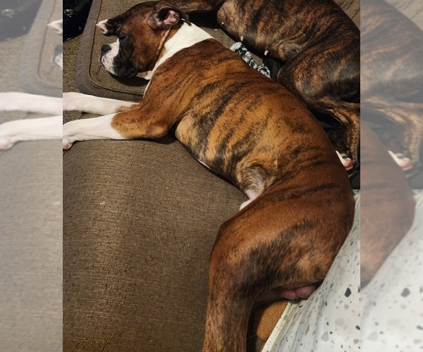 Medium Photo #1 Boxer Puppy For Sale in NEWARK, OH, USA