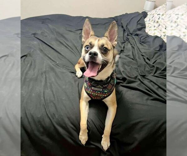 Medium Photo #1 Mutt Puppy For Sale in Princeton, MN, USA