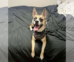 Mutt Dogs for adoption in Princeton, MN, USA