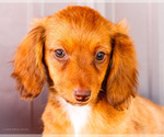 Small #2 Dachshund