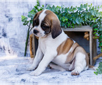 Puppy Twinkle Puggle