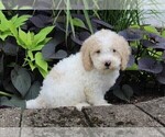 Small Photo #6 Miniature Labradoodle Puppy For Sale in FREDERICKSBURG, OH, USA