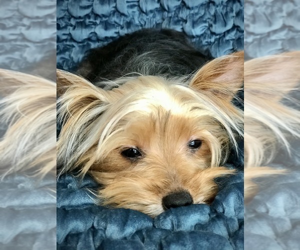 Medium Photo #5 Yorkshire Terrier Puppy For Sale in WOODSTOCK, CT, USA