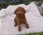 Puppy Zane Irish Doodle