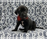 Small Photo #2 Great Dane Puppy For Sale in LAKELAND, FL, USA