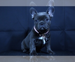 French Bulldog Puppy for sale in BROOKLYN, NY, USA