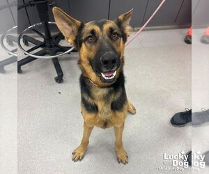 German Shepherd Dog-Unknown Mix Dogs for adoption in Washington, DC, USA