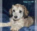 Puppy Romeo Poodle (Standard)