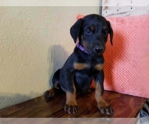 Medium Photo #14 Doberman Pinscher Puppy For Sale in DRUMRIGHT, OK, USA