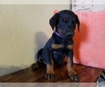 Small Photo #14 Doberman Pinscher Puppy For Sale in DRUMRIGHT, OK, USA