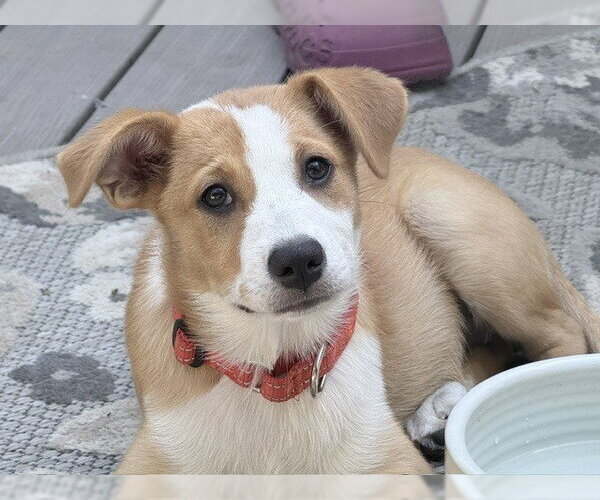 Medium Photo #4 Australian Shepherd Puppy For Sale in Brewster, NY, USA