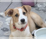Small #3 Australian Shepherd